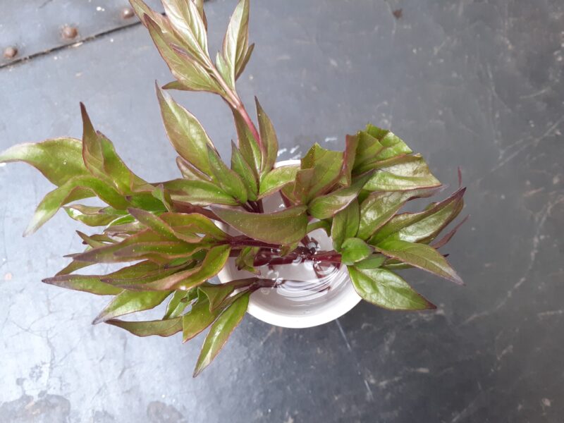 Can we propagate peonies by cuttings? 