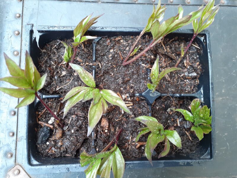 Can we propagate peonies by cuttings?