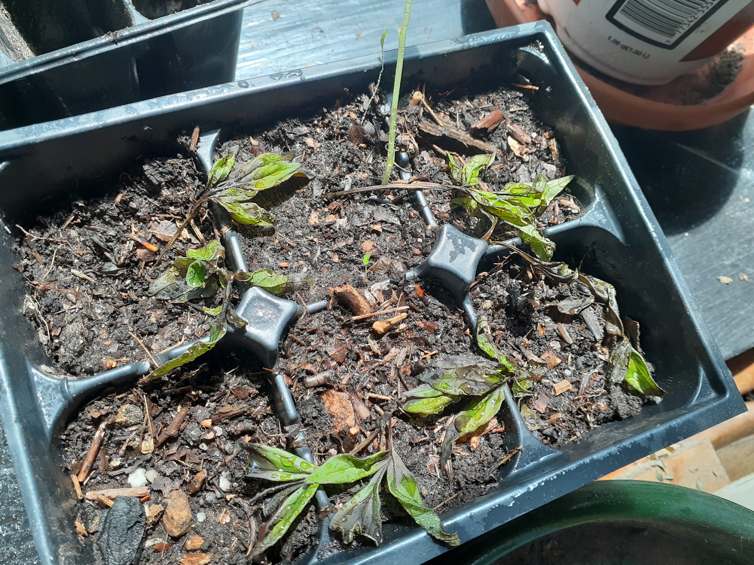Propagating peonies by cuttings didn’t work