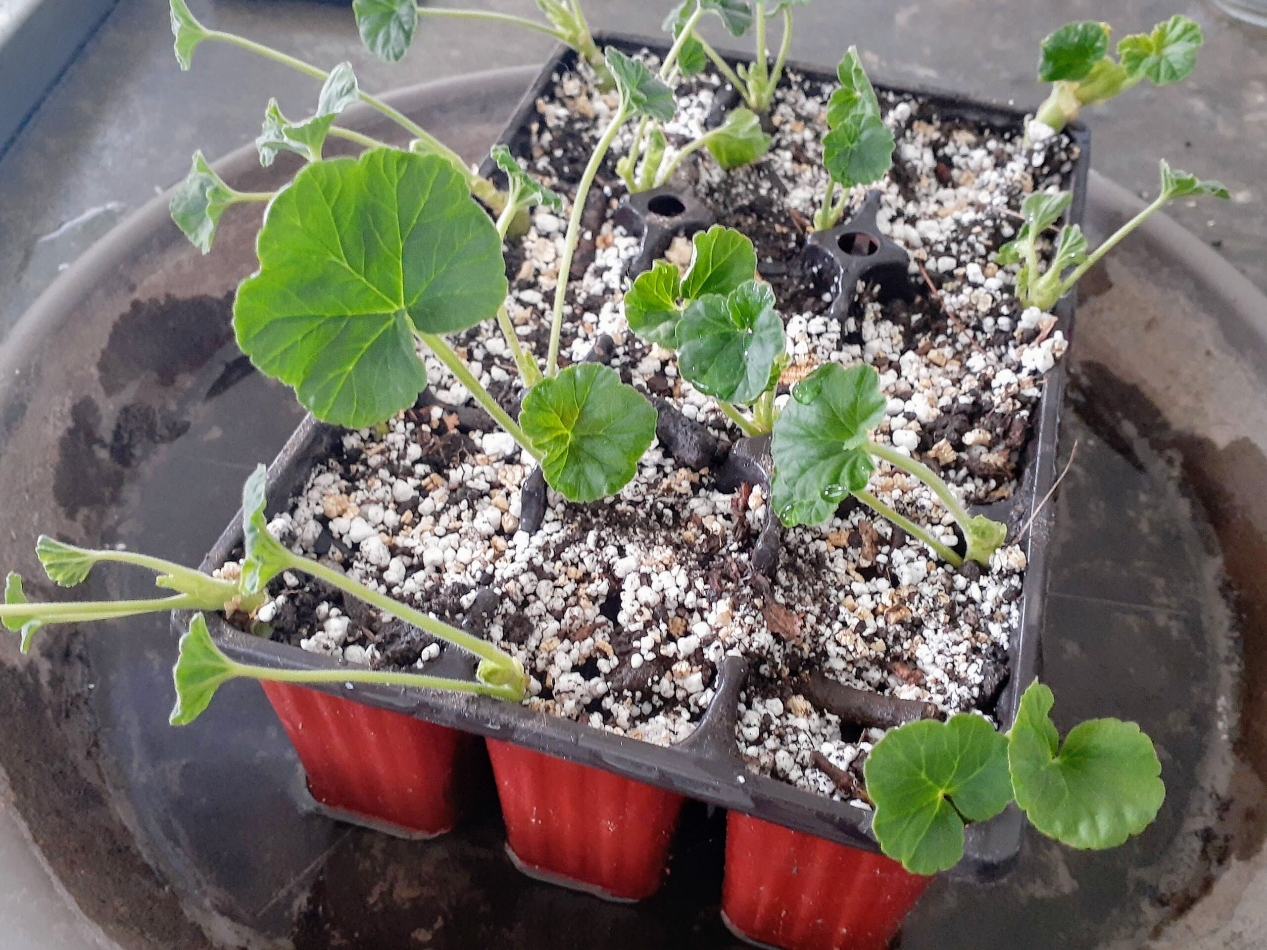 Propagating Geraniums from Cuttings using Perlite